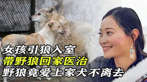 引狼入室 在线观看,揭秘网络陷阱的惊悚故事